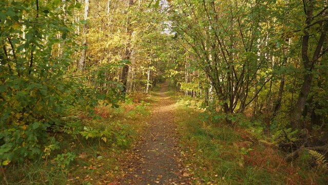 Narrow Footpath Early Fall in Deciduous Forest, Dolly Gimbal Walk, POV