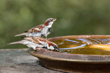 Haussperling, House sparrow, Passer domesticus, an der Tränke