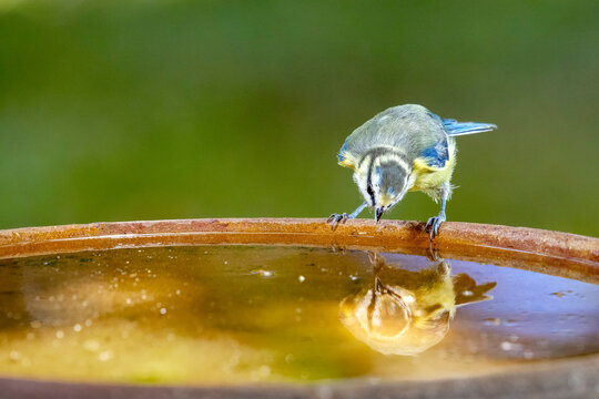 Junge Blaumeise, Blue tit, Cyanistes caeruleus, spiegelt sich in der Tr&auml;nke