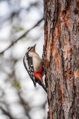 Little woodpecker sits on a tree trunk. The great spotted woodpecker, Dendrocopos major