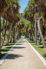 Obraz premium Pathway with white lines on both sides near the modern street lights and palm trees- Miami, FL