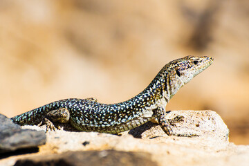 Madeira lizard or Madeira wall lizard, Teira dugesii, Madeira, Portugal, Europe.