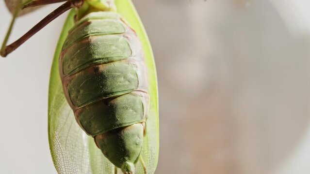 Biotechnological study of insects on the FEMALE Praying Mantis in laboratory conditions. Biology