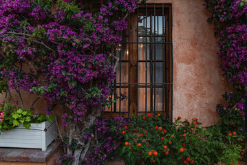 The window of the house with the lights on is all in blooming plants