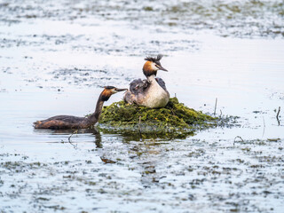 A pair of water birds, Great Crested Grebe, feeding chick at nest.