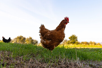 Gallina campando libre al amanecer