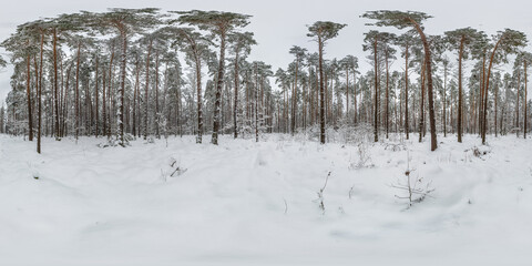 winter full spherical hdri 360 panorama view on path in snowy pinery forest  in equirectangular...