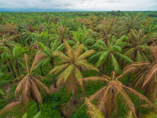 Aerial view of an African Palm tree plantation with bud rot disease