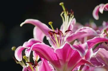 close up of pink lily