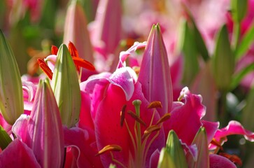 Fototapeta premium pink and white tulips