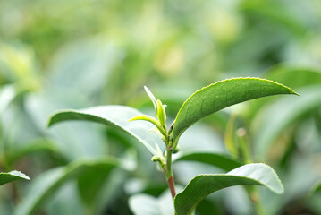 Beautiful green tea crop garden rows scene, design concept for the fresh tea product.