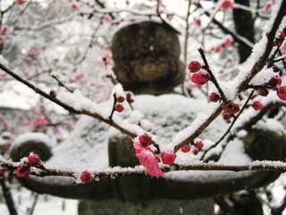 京都　積雪した北野天満宮に咲いていた梅