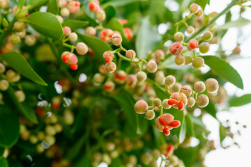 Euonymus japonicus thunb (Evonym-do-Japão) is a species of plant in the family Celastraceae, native to Japan, Korea and China.