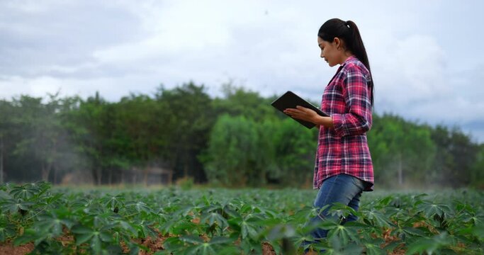 Beautiful Female farmer wearing plaid shirt and jeans use tablet checking the growth of trees in the cassava plantation