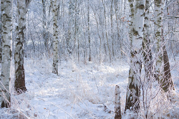 snowy birch forest on the outskirts of Berlin. Frost forms ice crystals on the branches