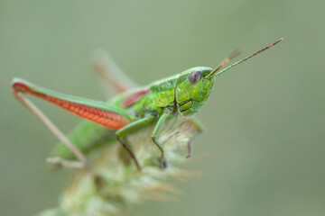 grasshopper on a leaf