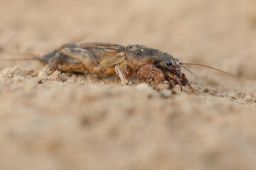 european mole cricket, Gryllotalpa gryllotalpa