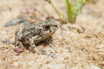 The European green toad (Bufotes viridis) - young specimen