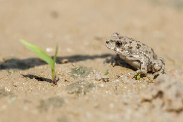 The European green toad (Bufotes viridis) - young specimen