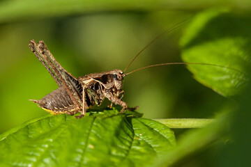 grasshopper on a leaf