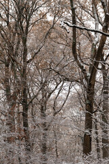 Beech trees in the snow