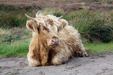 Fototapeta premium Highland cow lying down, Derbyshire England 