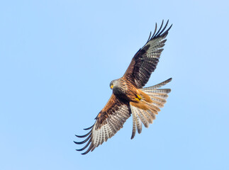 Red kite