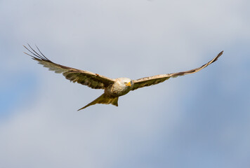 Albino red kite
