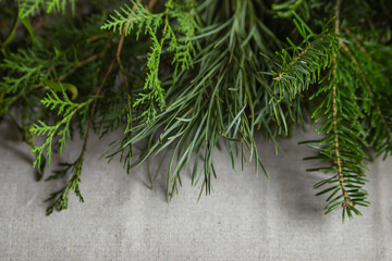 Different fresh christmas tree branches isolated on white. Pine, fir and conifer tree green twigs for making Xmas decor.