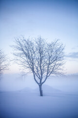 Winter wonderland in Finland - 555394337