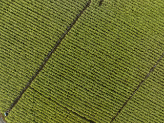 Aerial view of sugarcane plants growing at field