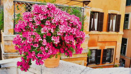Fototapeta na wymiar Potted flowers of pink azalea