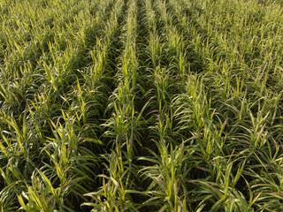Aerial view of sugarcane plants growing at field