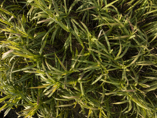 Aerial view of sugarcane plants growing at field