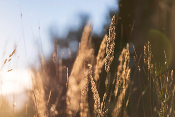 Obraz premium Close-up of reeds in the field. Åland Islands, Finland