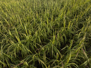 Aerial view of sugarcane plants growing at field