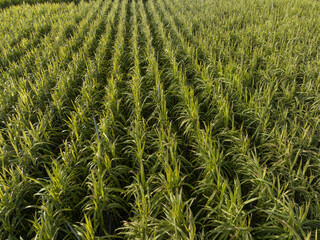 Aerial view of sugarcane plants growing at field