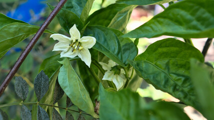 Rama de Pimiento, Capsicum, con dos flores blancas
