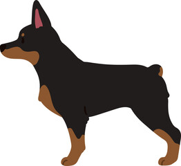 Simple and cute illustration of Doberman Pinscher in side view flat colored