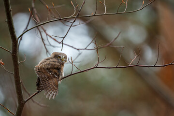Portrait of cute little owl sitting on the branch. Eurasian pygmy owl, Glaucidium passerinum, wildlife, Slovakia.