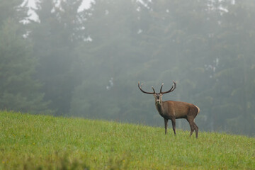 Roaring red deer stag on the mountain meadow in the fog. Red deer with large antlers during rutting season. Autumn. Cervus elaphus, wildlife, Slovakia
