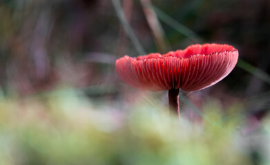 Grzyb w lesie © Bart