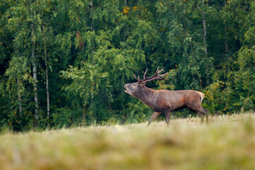 Roaring red deer stag on the mountain meadow in the rain. Red deer with large antlers during...