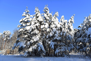 Zima drzewa