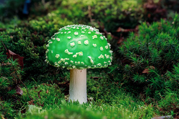 A green mushroom or extra life 1UP on is a common symbol for geeks. This small and funny 1up mushroom is the symbol for an extra life in a video game.