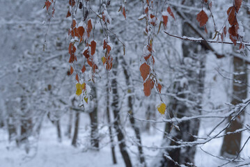 WHITE WINTER - Snow and frost on the leaves and on the trees in the park