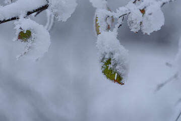 WHITE WINTER - Snow and frost on the leaves and on the trees in the park