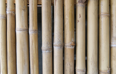 close up of bamboo