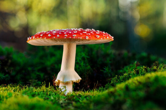 A small red lucky charm in soft damp moss on the edge of the forest. A beautiful large red toadstool in side view.