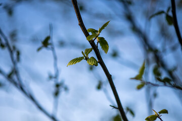 branch of a tree